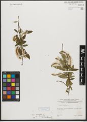 Foto von Salix triandra subsp. triandra L.